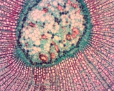 Imagini realizate prin microscop la plante, animale si alte obiecte